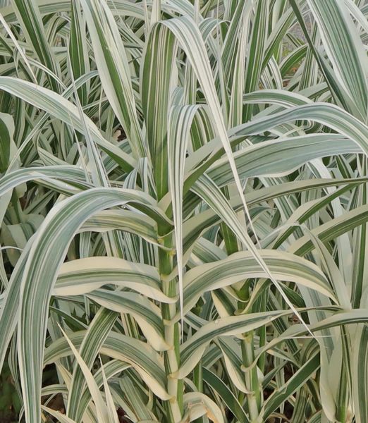 Arundo donax 'Aureovariegata'